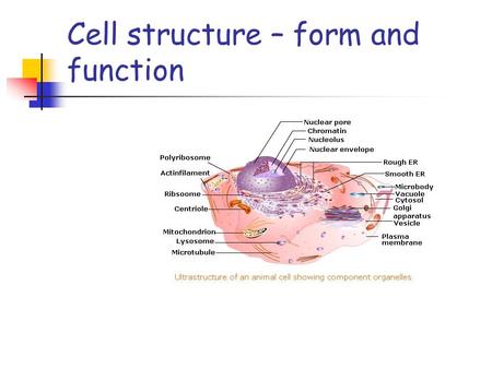 Cell structure – form and function. The cell as a factory The nucleus.