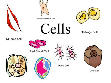 Cells.