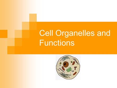 Cell Organelles and Functions. Outside the Cell - Cell Wall Made of cellulose Freely permeable to water and most solutes Only in Plant cells Maintains.