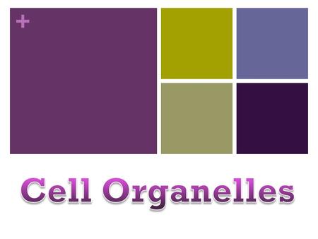 Cell Organelles.