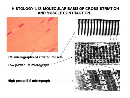 HISTOLOGY 1.12: MOLECULAR BASIS OF CROSS-STRIATION