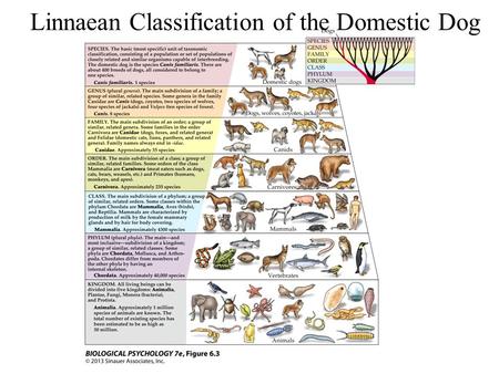 Figure 6.3 Linnaean Classification of the Domestic Dog Linnaean Classification of the Domestic Dog.