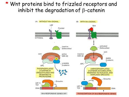 Extracellular signal molecule