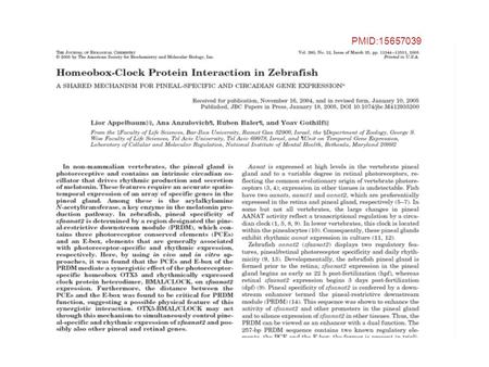 PMID:15657039. OTX5 Enhances BMAL/CLOCK-mediated Expression through PRDM- PCEs—To examine the capability of OTX5 to directly bind and activate zfaanat2.