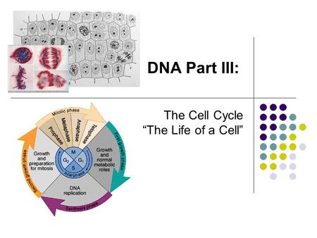 The Cell Cycle “The Life of a Cell”