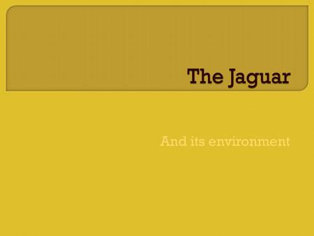 And its environment. The Jaguars Community consist of Chimpanzees, Red Eyed Tree Frog, Iguanas, Banana Trees, Python, Monkeys, Parrots, The Rhinocerous.