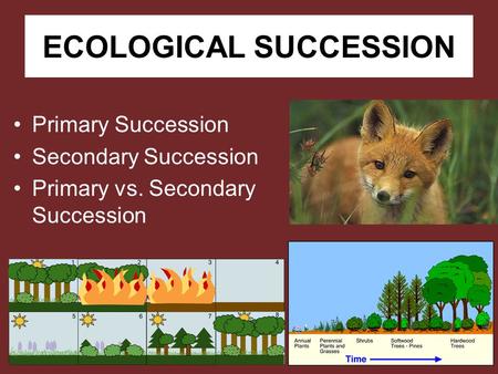 ECOLOGICAL SUCCESSION Primary Succession Secondary Succession Primary vs. Secondary Succession.