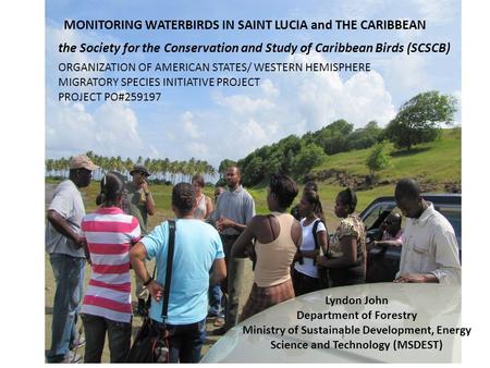 MONITORING WATERBIRDS IN SAINT LUCIA and THE CARIBBEAN the Society for the Conservation and Study of Caribbean Birds (SCSCB) Lyndon John Department of.