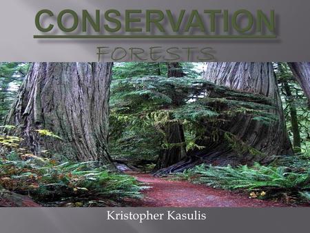 Kristopher Kasulis.  A large piece of land covered with trees and many forms of underbrush (Dictionary.com)  An ecosystem or multiple ecosystems dominated.