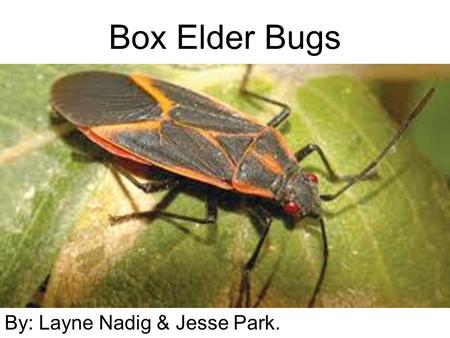 Box Elder Bugs By: Layne Nadig & Jesse Park.. Physical Description Box elder bugs are a half inch long they are black with red of orange marking. They.