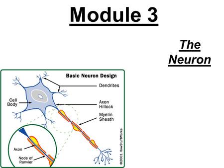 Module 3 The Neuron. Structure of the Brain Genes –chains of chemicals that are arranged like rungs on a twisting ladder –there are about 100,000 genes.