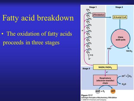 Fatty acid breakdown The oxidation of fatty acids