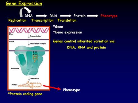 Gene Expression *Protein coding gene *Gene expression Genes control inherited variation via: DNA, RNA and protein Phenotype *Gene DNAPhenotypeRNAProtein.