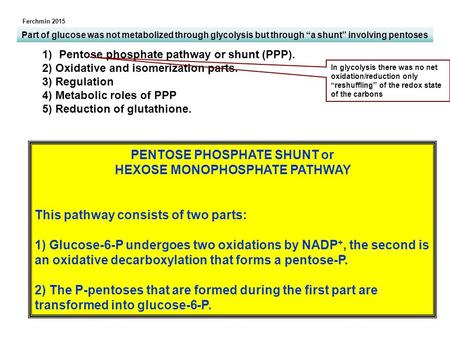 PENTOSE PHOSPHATE SHUNT or HEXOSE MONOPHOSPHATE PATHWAY This pathway consists of two parts: 1) Glucose-6-P undergoes two oxidations by NADP +, the second.