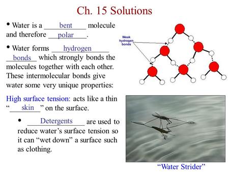 Ch. 15 Solutions Water is a ___________ molecule and therefore __________. Water forms _______________ ________ which strongly bonds the molecules together.