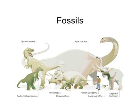 Fossils The Discovery of Dinosaurs. Facts about Fossils A type of scientist named a palaeontologist studies fossils to learn about prehistoric plants.