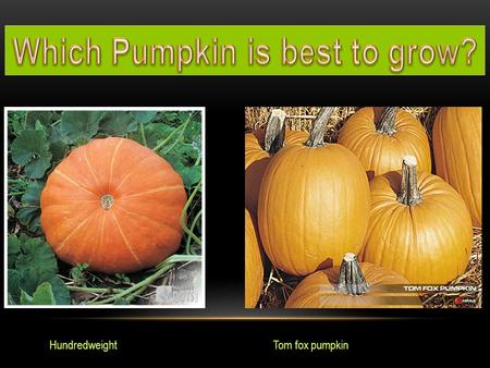 Tom fox pumpkinHundredweight. CONTENTS o Size Size o Taste Taste o Price Price o Easy to grow? Easy to grow o Opinion Opinion.