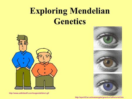 Exploring Mendelian Genetics