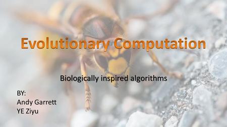 Biologically inspired algorithms BY: Andy Garrett YE Ziyu.