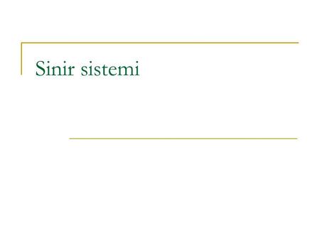 Sinir sistemi.