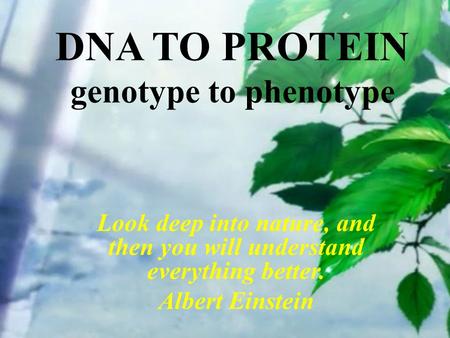 DNA TO PROTEIN genotype to phenotype Look deep into nature, and then you will understand everything better. Albert Einstein.