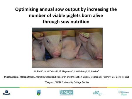 Optimising annual sow output by increasing the number of viable piglets born alive through sow nutrition My name is Kathryn Reid and today Im going to.