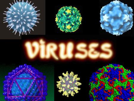 Virus Video