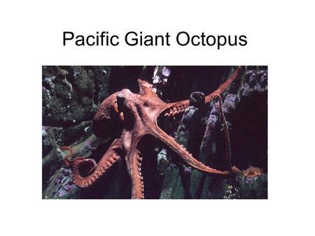 Pacific Giant Octopus.