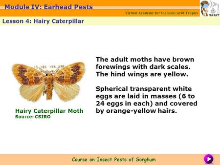 The adult moths have brown forewings with dark scales. The hind wings are yellow. Spherical transparent white eggs are laid in masses (6 to 24 eggs in.