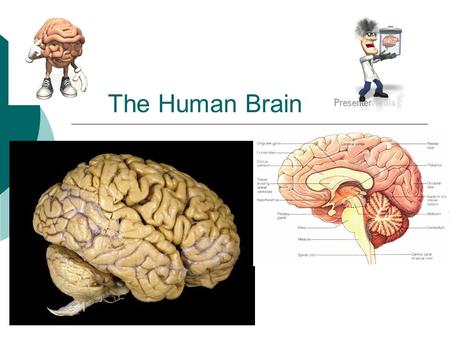 The Human Brain. Tools for Viewing Brain Structure and Activity  EEG Electroencephalogram measures electrical currents across the brain Measure brain.