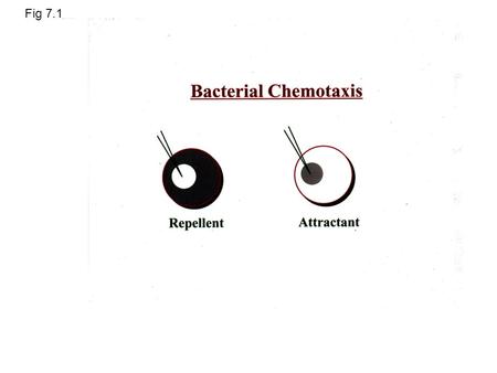 Fig 7.1. Fig 7.2 The bacteria flagella motor [source: Berg HC, Ann. Rev. Biochem 2003] Fig 7.3.