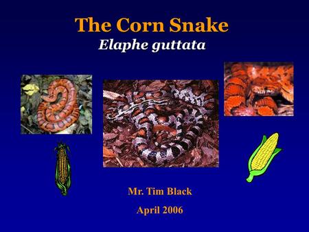 The Corn Snake Elaphe guttata Mr. Tim Black April 2006.