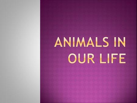 Animals in our life.