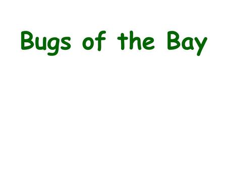 Bugs of the Bay.