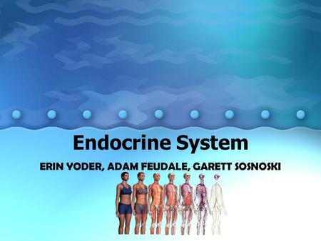 Endocrine System ERIN YODER, ADAM FEUDALE, GARETT SOSNOSKI.