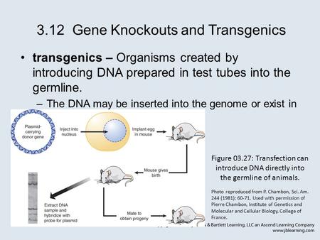 3.12 Gene Knockouts and Transgenics transgenics – Organisms created by introducing DNA prepared in test tubes into the germline. –The DNA may be inserted.