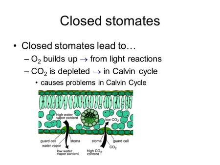 Closed stomates Closed stomates lead to… –O 2 builds up  from light reactions –CO 2 is depleted  in Calvin cycle causes problems in Calvin Cycle.