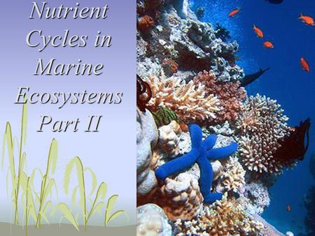 Nutrient Cycles in Marine Ecosystems Part II