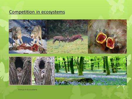 Energy in Ecosystems Competition in ecosystems. Energy in Ecosystems Relationships in ecosystems Re-cap In a previous lesson 3 different relationships.