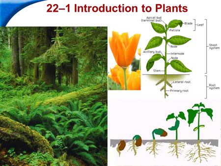 End Show Slide 1 of 33 Copyright Pearson Prentice Hall 22–1 Introduction to Plants.