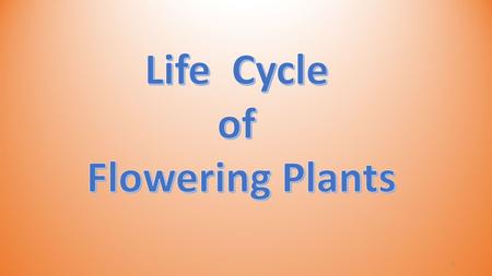 1. Most flowering plants grow from seeds! 2 Stage 1: Seed Stage 2: Growth Stage 3: Flowering Plant Stage 4: Fruiting Plant 3.