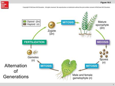 1 Figure 19.5 Alternation of Generations. Key Haploid (n) Diploid (2n) Protonemata (n) “Bud” Male gametophyte (n) Female gametophyte (n) Gametophore Rhizoid.