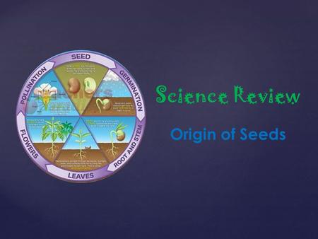 { Science Review Origin of Seeds. A potato was placed in a glass with water. After a few days the water level went down. What happened? A few days later.