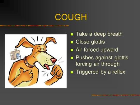 COUGH Take a deep breath Close glottis Air forced upward Pushes against glottis forcing air through Triggered by a reflex.