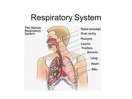 Respiratory System. What is respiration? 1.Gas Exchange 1.O 2 + CO 2 + H 2 O 2.Cellular respiration 1.Mitochondria use oxygen to produce energy (ATP)