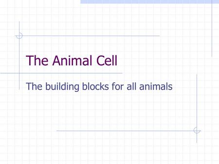 The Animal Cell The building blocks for all animals.