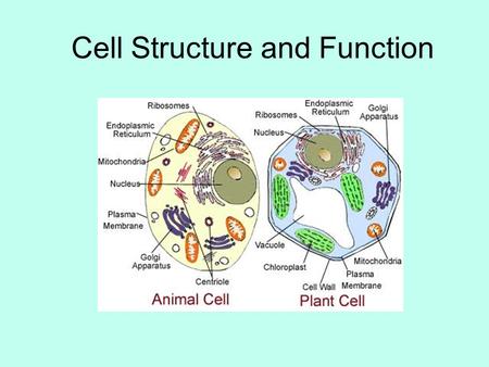 Cell Structure and Function