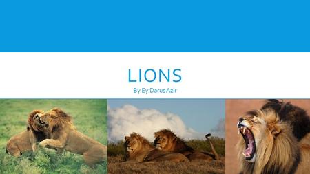 LIONS By Ey Darus Azir. WHAT ARE LIONS  (definition) a large tawny-colored cat that lives in prides, found in Africa and northwestern India  Nicknamed.