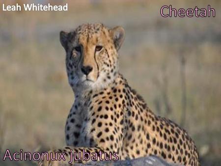 Leah Whitehead Cheetah Acinonux jubatus.