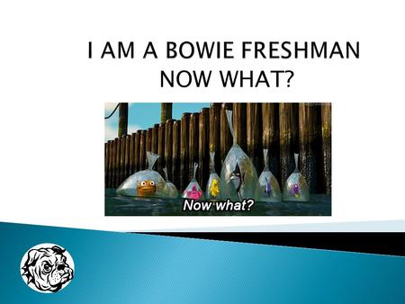 NOW WHAT?. Today’s topics: Who is my counselor and AP?  What can they help me with?  What do I need to do for graduation?  How do I calculate my GPA.